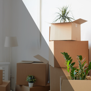 Boxes for moving.